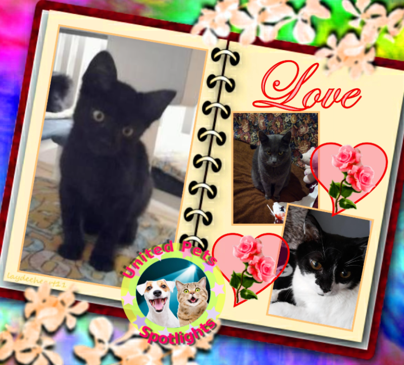 King  Zivko of the zoza1958 family