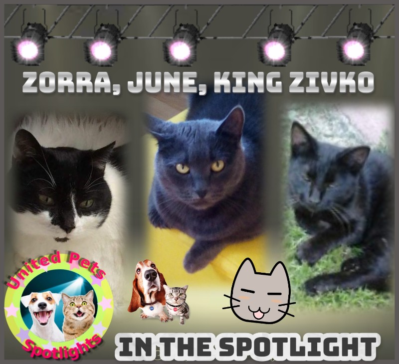 King  Zivko of the zoza1958 family