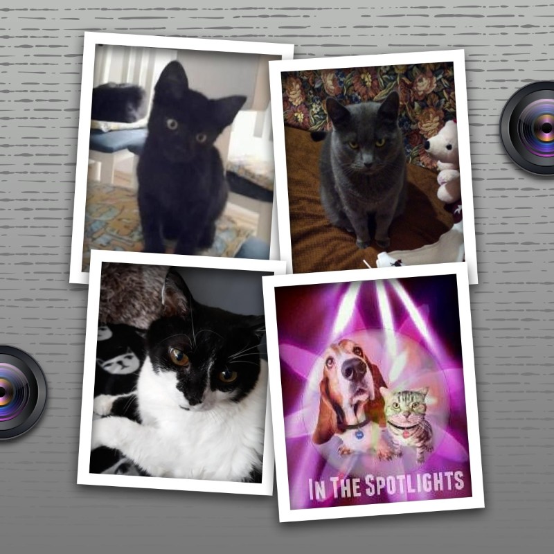 King  Zivko of the zoza1958 family