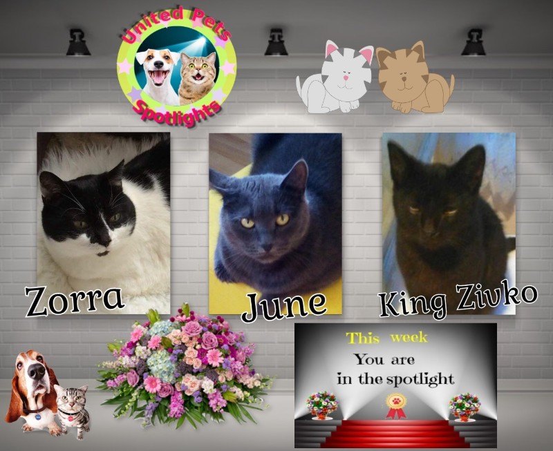 zoza1958 uploaded   68  day/s  ago