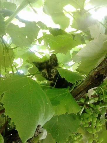 zoza1958 uploaded   7 year/s ago