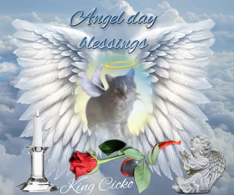 King Cicko of the zoza1958 family