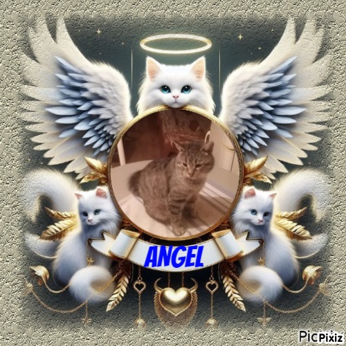 King Cicko of the zoza1958 family