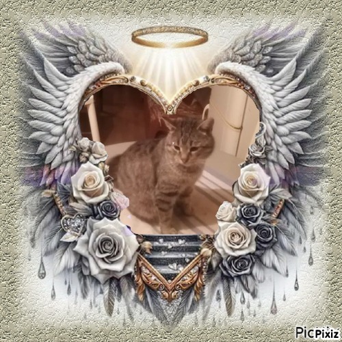 King Cicko of the zoza1958 family