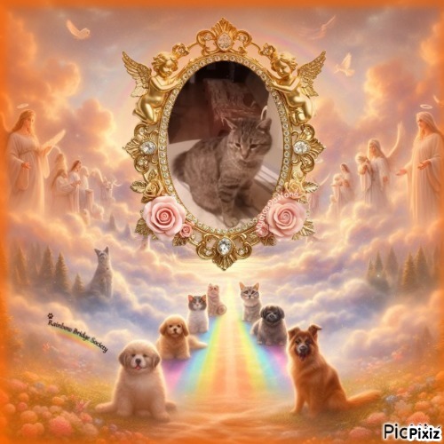 King Cicko of the zoza1958 family