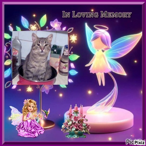 King Cicko of the zoza1958 family