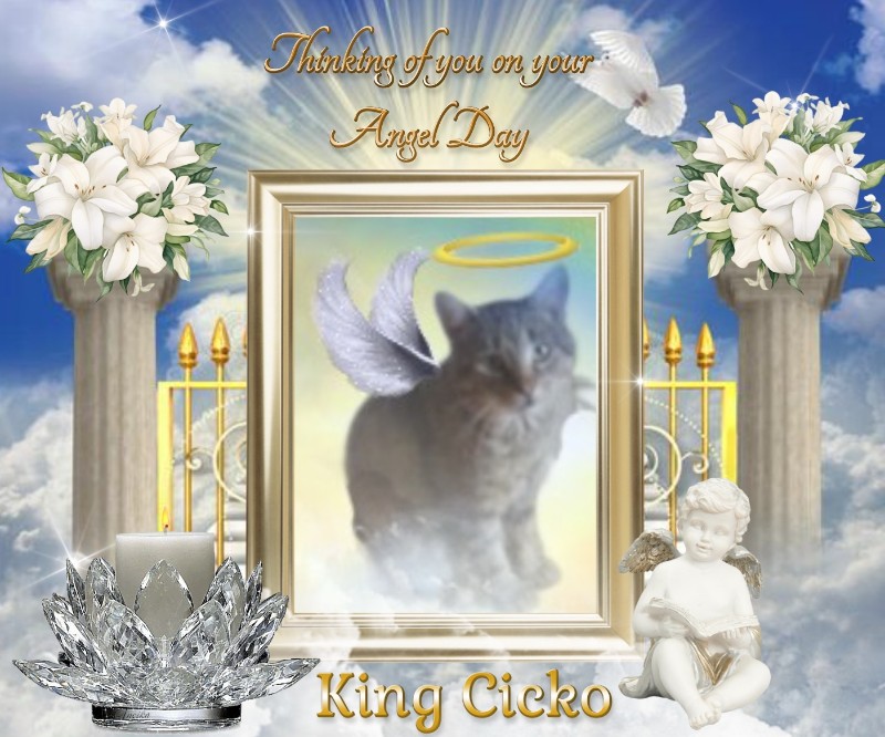 King Cicko of the zoza1958 family