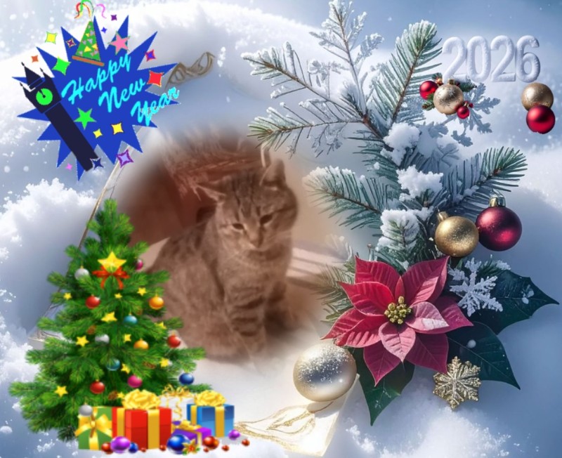 King Cicko of the zoza1958 family