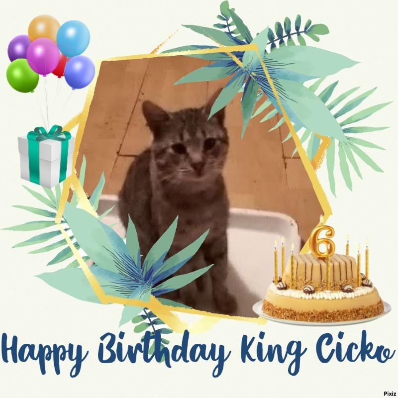 King Cicko of the zoza1958 family