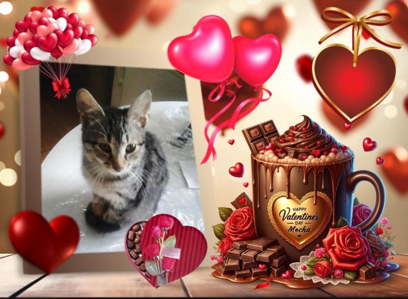 Prince Micko of the zoza1958 family