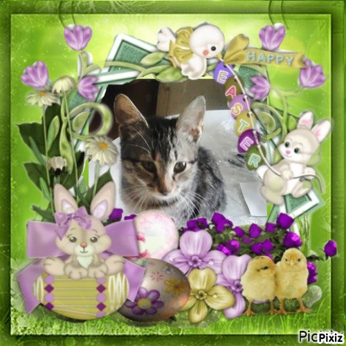 Prince Micko of the zoza1958 family