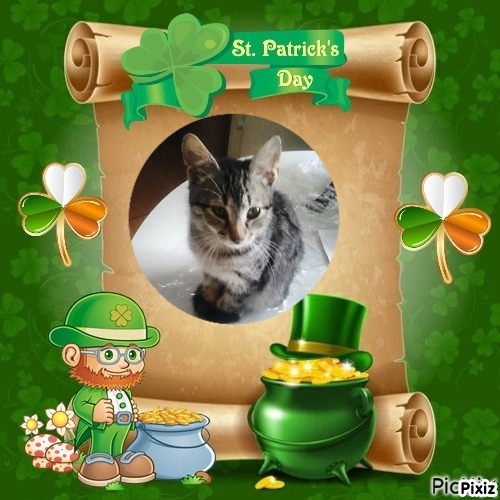 Prince Micko of the zoza1958 family