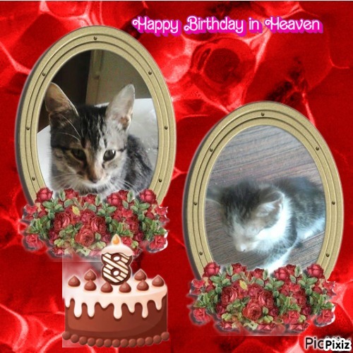 Prince Micko of the zoza1958 family