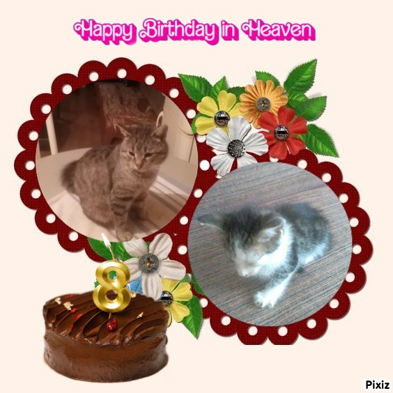 Prince Micko of the zoza1958 family