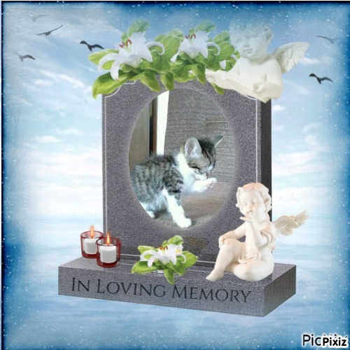 Prince Leo of the zoza1958 family