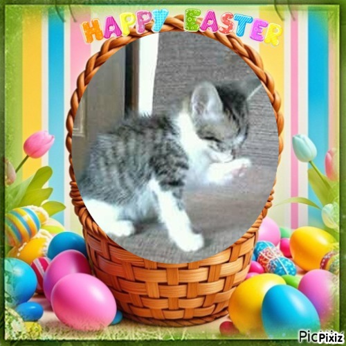 Prince Leo of the zoza1958 family