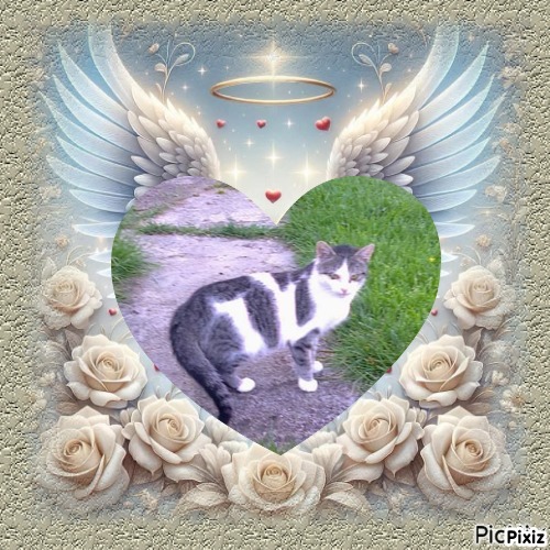 Princess  Taca of the zoza1958 family