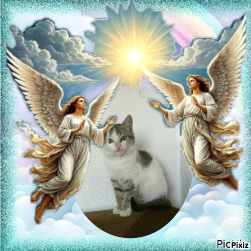 Princess  Taca of the zoza1958 family