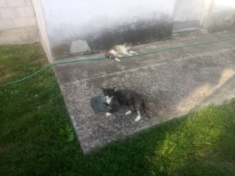 zoza1958 uploaded   235  day/s  ago