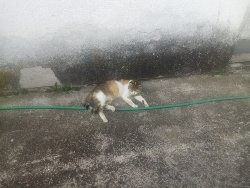 zoza1958 uploaded   235  day/s  ago