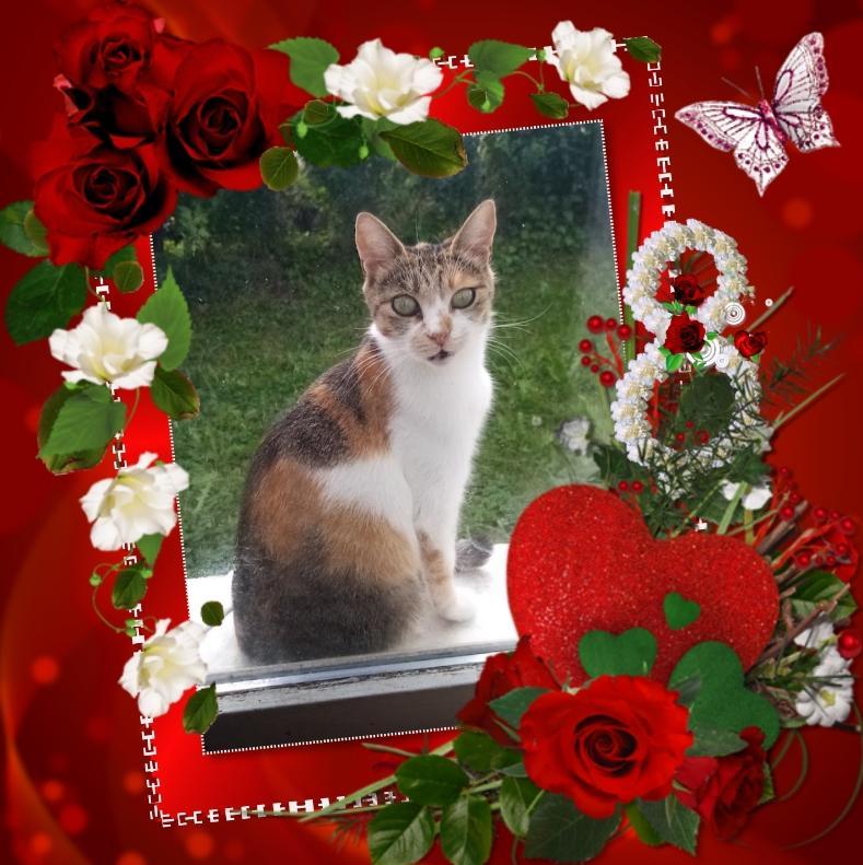 Princess  Mau Mau of the zoza1958 family