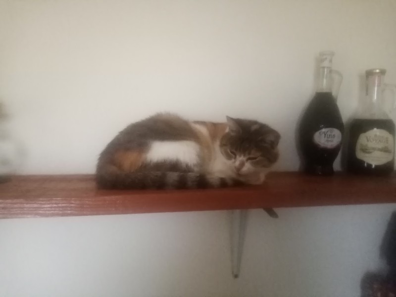 zoza1958 uploaded   72  day/s  ago