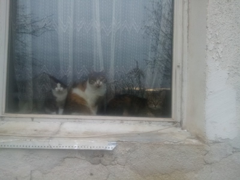 Princess  Mau Mau of the zoza1958 family