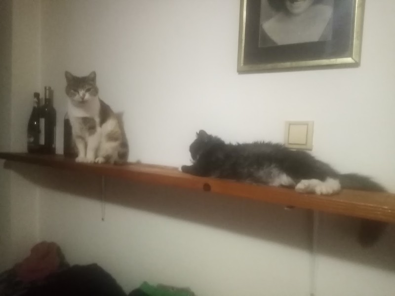 Princess  Mau Mau of the zoza1958 family