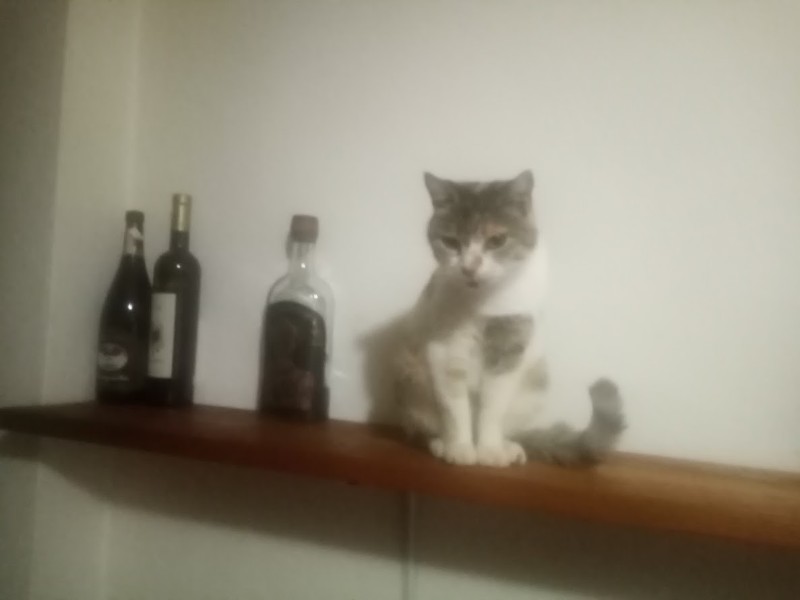 Princess  Mau Mau of the zoza1958 family