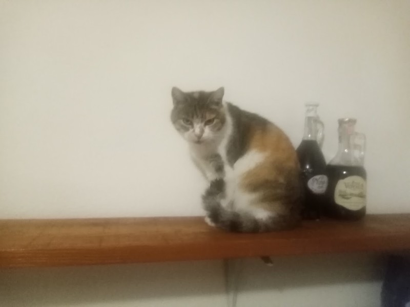 Princess  Mau Mau of the zoza1958 family