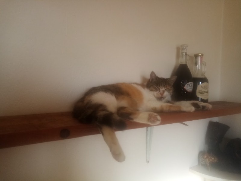 Princess  Mau Mau of the zoza1958 family