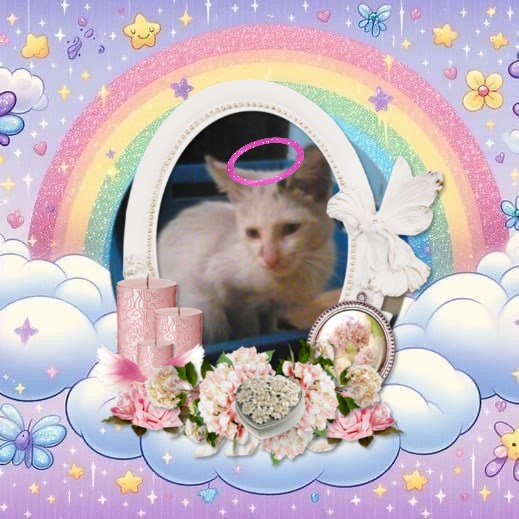 Princess Una of the zoza1958 family