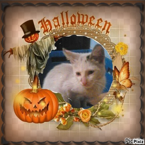 Princess Una of the zoza1958 family