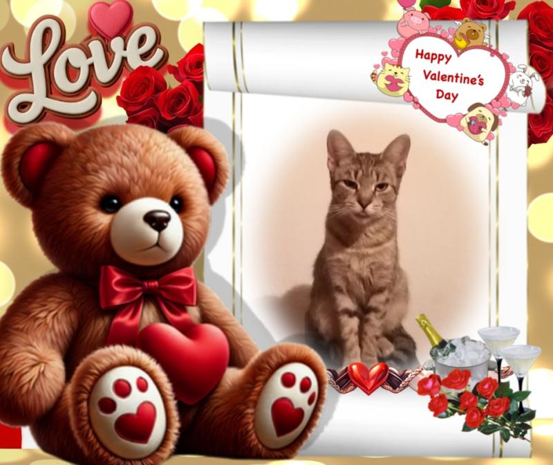 Queen  Zivka of the zoza1958 family