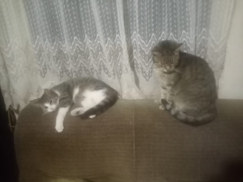 zoza1958 uploaded   121  day/s  ago