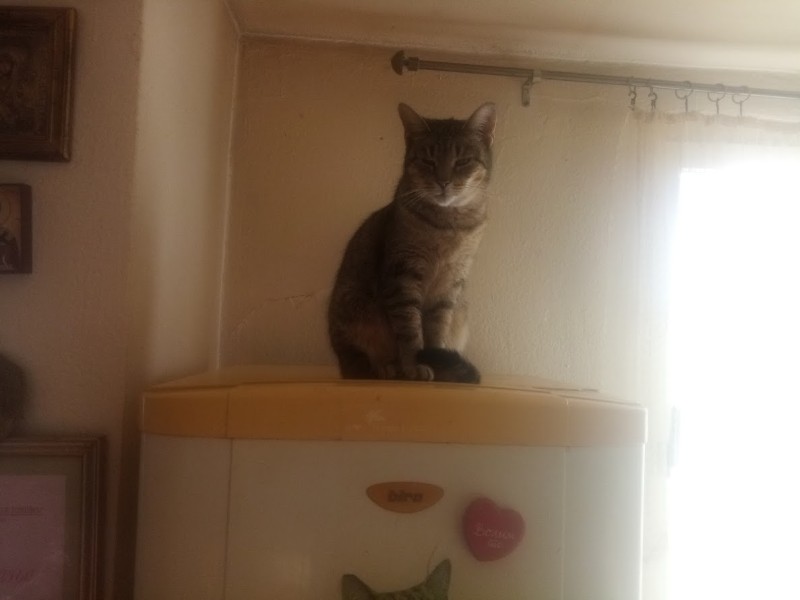 zoza1958 uploaded   143  day/s  ago