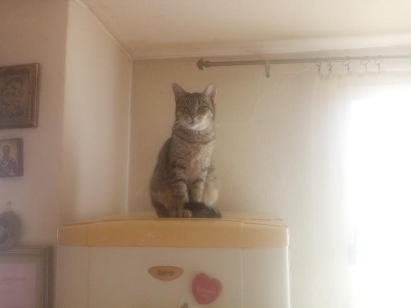 zoza1958 uploaded   143  day/s  ago