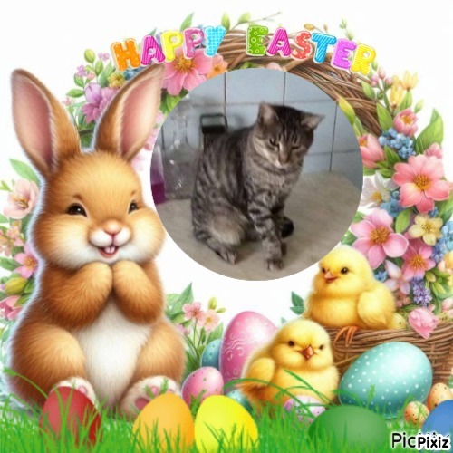 zoza1958 uploaded   6  day/s  ago