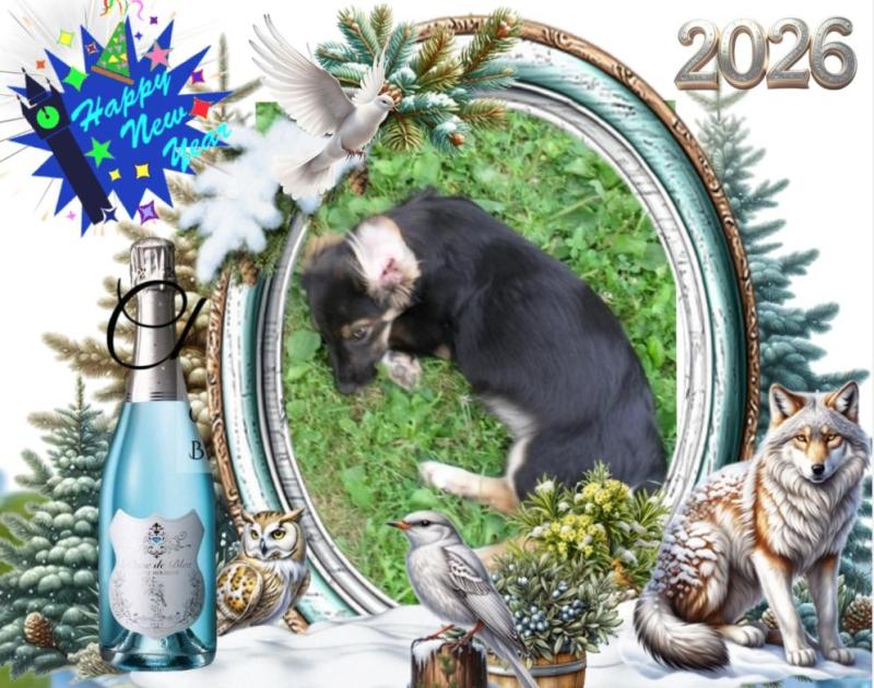 Prince Miki of the zoza1958 family