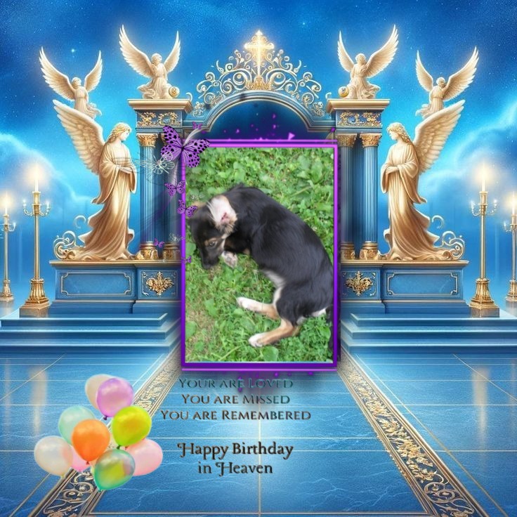 Prince Miki of the zoza1958 family