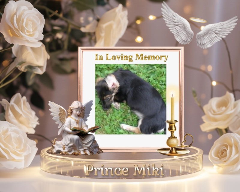 zoza1958 uploaded   28  day/s  ago