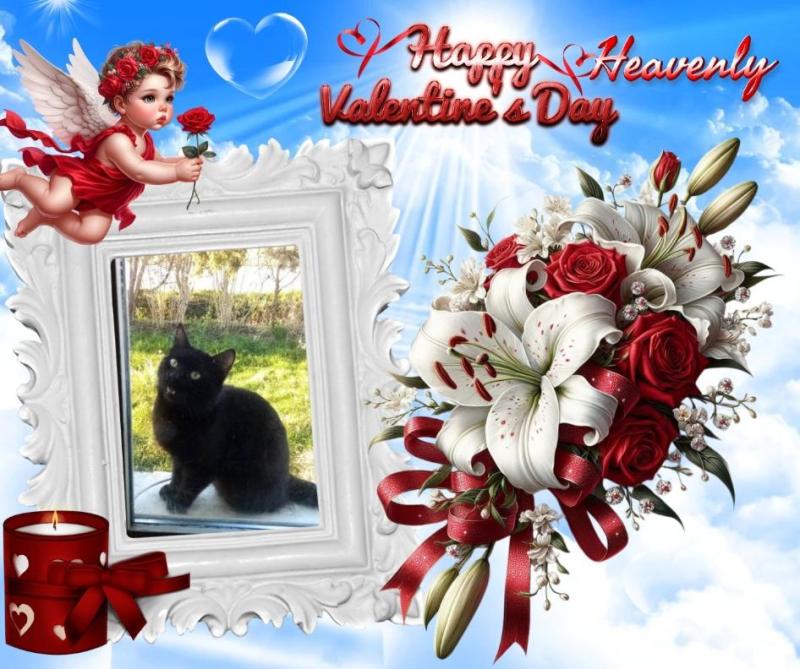 Prince Daco of the zoza1958 family