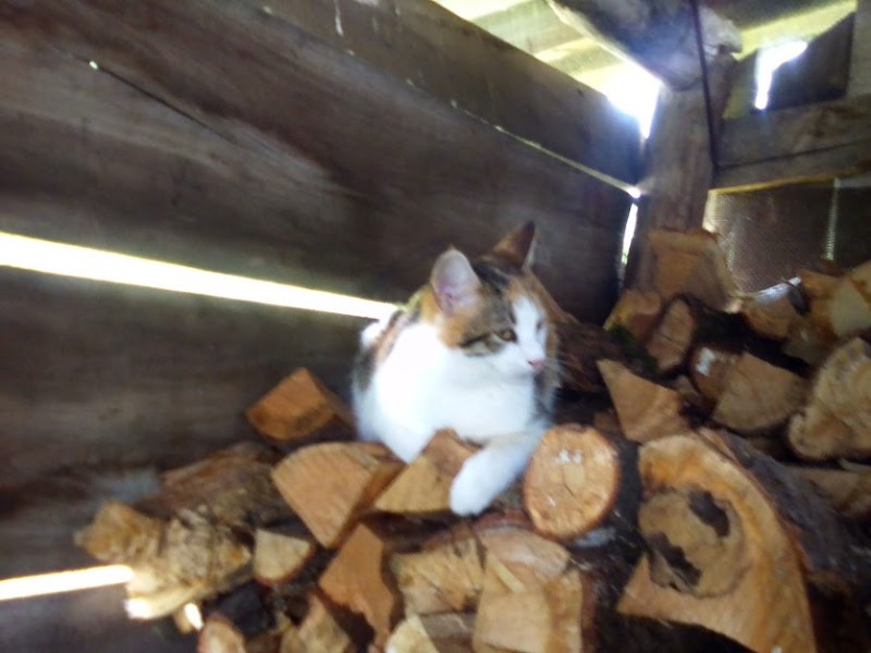 zoza1958 uploaded   6 year/s ago