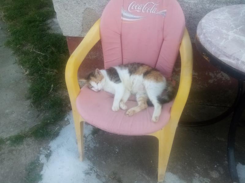 zoza1958 uploaded   252  day/s  ago