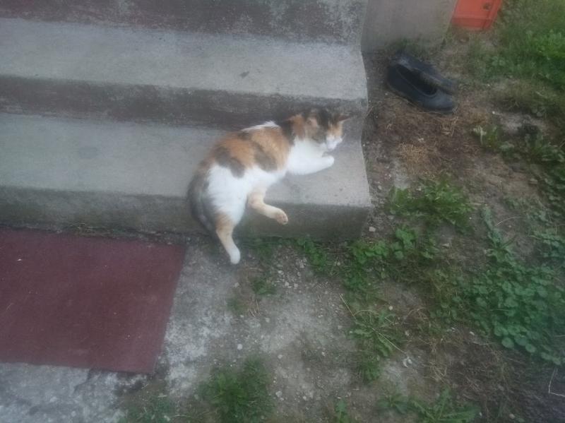 zoza1958 uploaded   265  day/s  ago