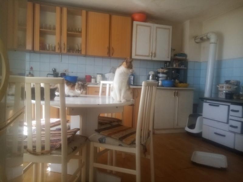 zoza1958 uploaded   207  day/s  ago