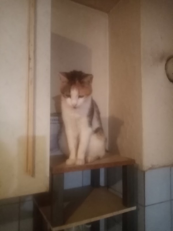 Princess Simona of the zoza1958 family