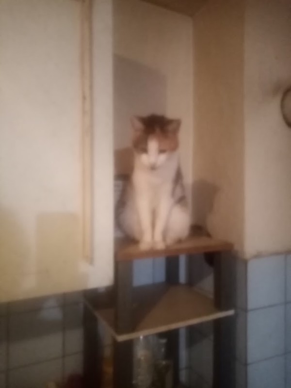 Princess Simona of the zoza1958 family