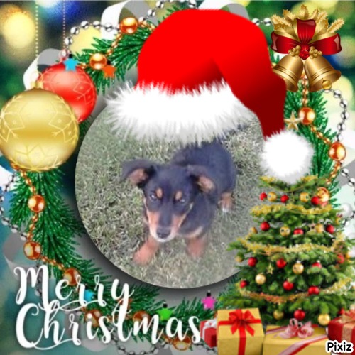 Princess Alfa of the zoza1958 family