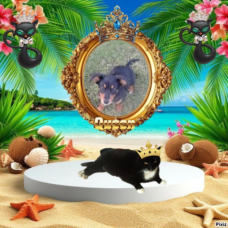 Princess Alfa of the zoza1958 family